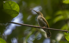 Arachnothera modesta