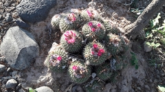 Mammillaria standleyi
