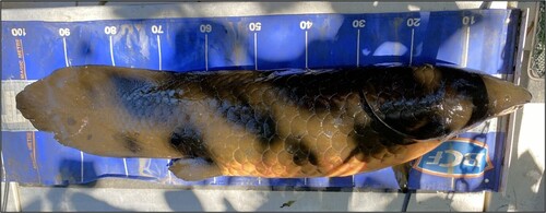 Australische longvis (Neoceratodus forsteri) — Neoceratodontidae — 2