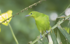 Chloropsis cyanopogon