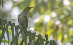 Arachnothera modesta