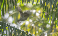 Arachnothera modesta