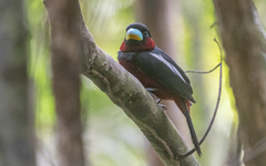 Cymbirhynchus macrorhynchos