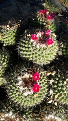 Mammillaria standleyi
