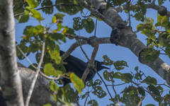 Corvus macrorhynchos