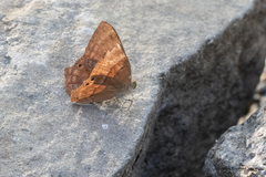 Abisara bifasciata suffusa
