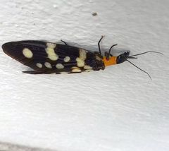 Neurhermes tonkinensis