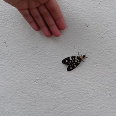 Neurhermes tonkinensis