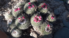 Mammillaria standleyi