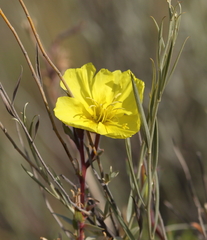Oenothera odorata