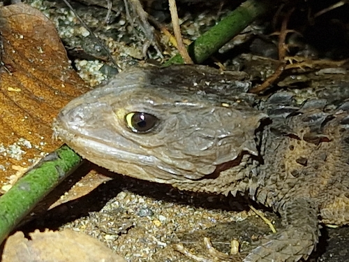 Tribolonotus observed 2026-02-11