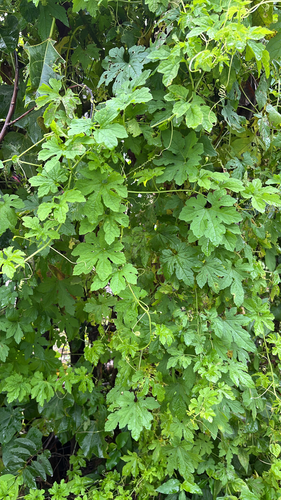Momordica charantia