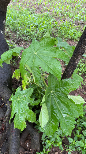 Ricinus communis