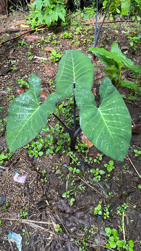 Arrowleaf Elephant's Ear (Xanthosoma sagittifolium)
