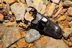 Aegus laevicollis formosae