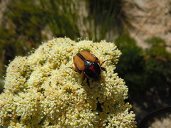 Trichostetha signata
