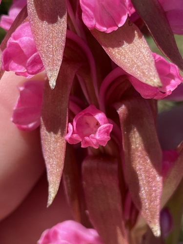 Satyrium crassicaule