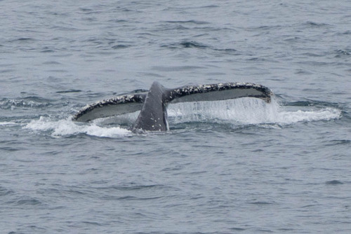 Humpback whale