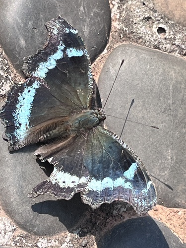 Blue Admiral