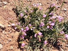 Dracocephalum diversifolium