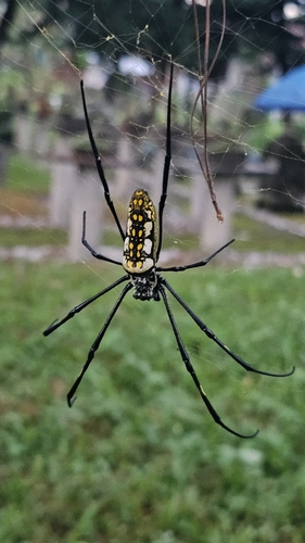 Batik Golden Web Spider