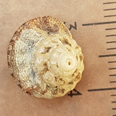 Gibbula fanulum