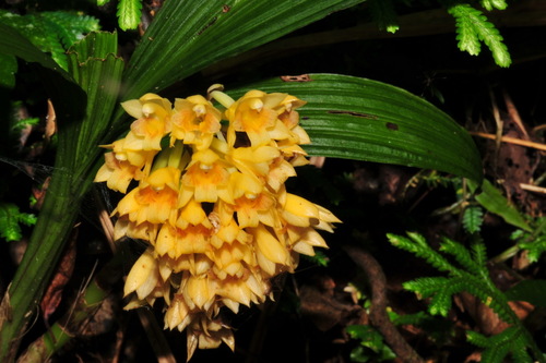 Calanthe densiflora iNat (1)