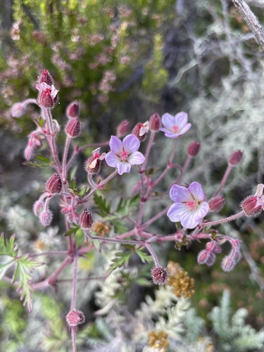 East African Cranesbill