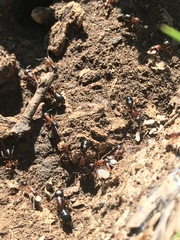 Camponotus barbaricus