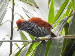 Thamnophilus tenuepunctatus