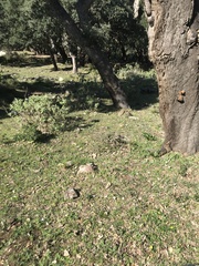 Camponotus barbaricus