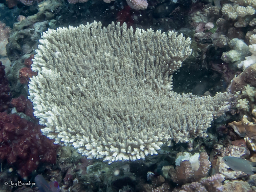 Acropora cytherea observed 2025-03-07