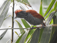 Thamnophilus tenuepunctatus