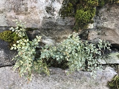 Asplenium ruta-muraria