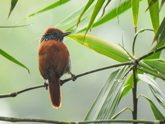 Thamnophilus tenuepunctatus