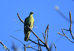 Treron formosae formosae