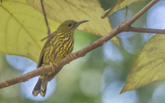 Kurochkinegramma hypogrammicum