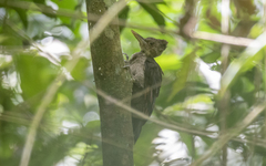 Reinwardtipicus validus