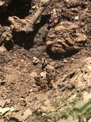 Camponotus barbaricus