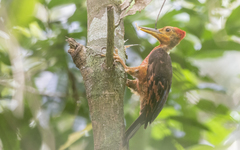 Reinwardtipicus validus