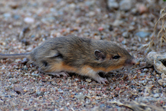 Chaetodipus hispidus