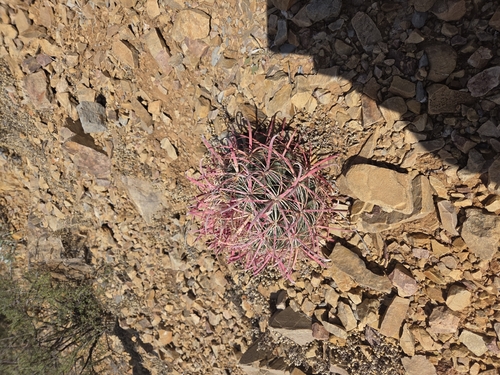 California Barrel Cactus