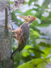 Reinwardtipicus validus