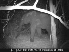 Loxodonta