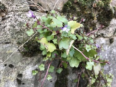 Cymbalaria muralis