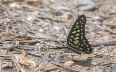 Graphium arycles