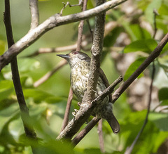 Nesoctites micromegas