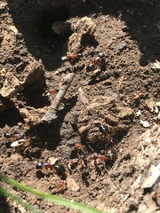 Camponotus barbaricus