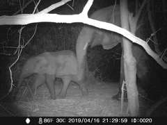 Loxodonta