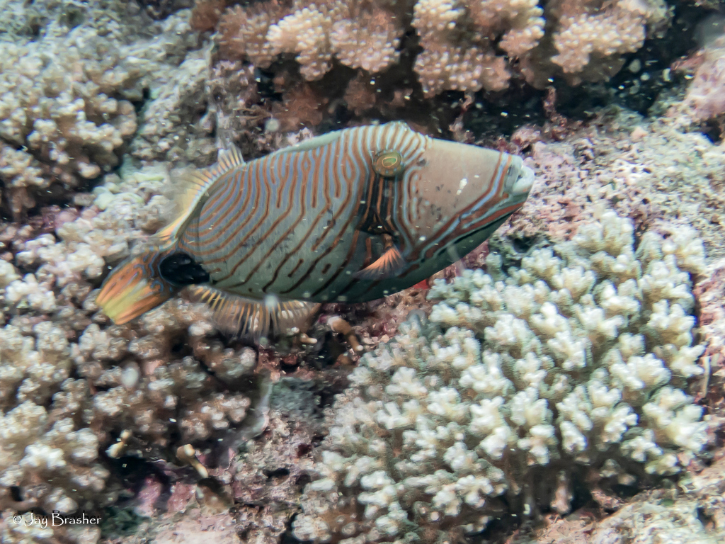 Orange-lined triggerfish